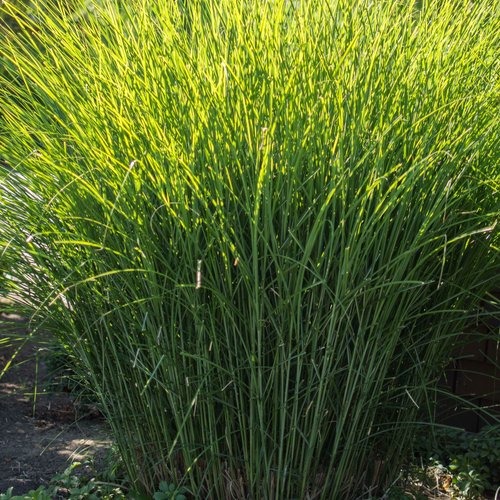 Tall ornamental grass online