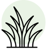 Ornamental Grasses