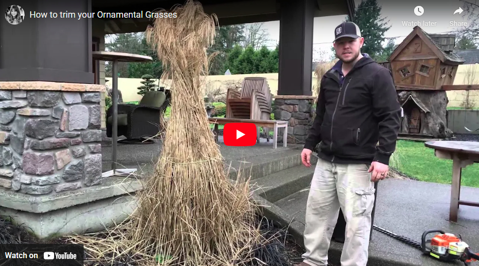 Ornamental Grasses