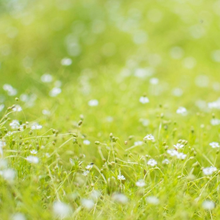 Ornamental Grasses