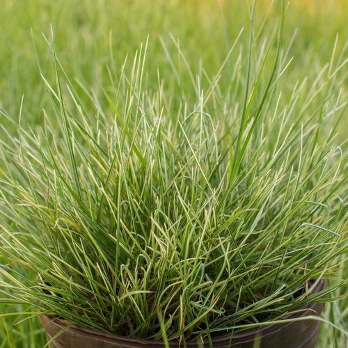 Ornamental Grasses