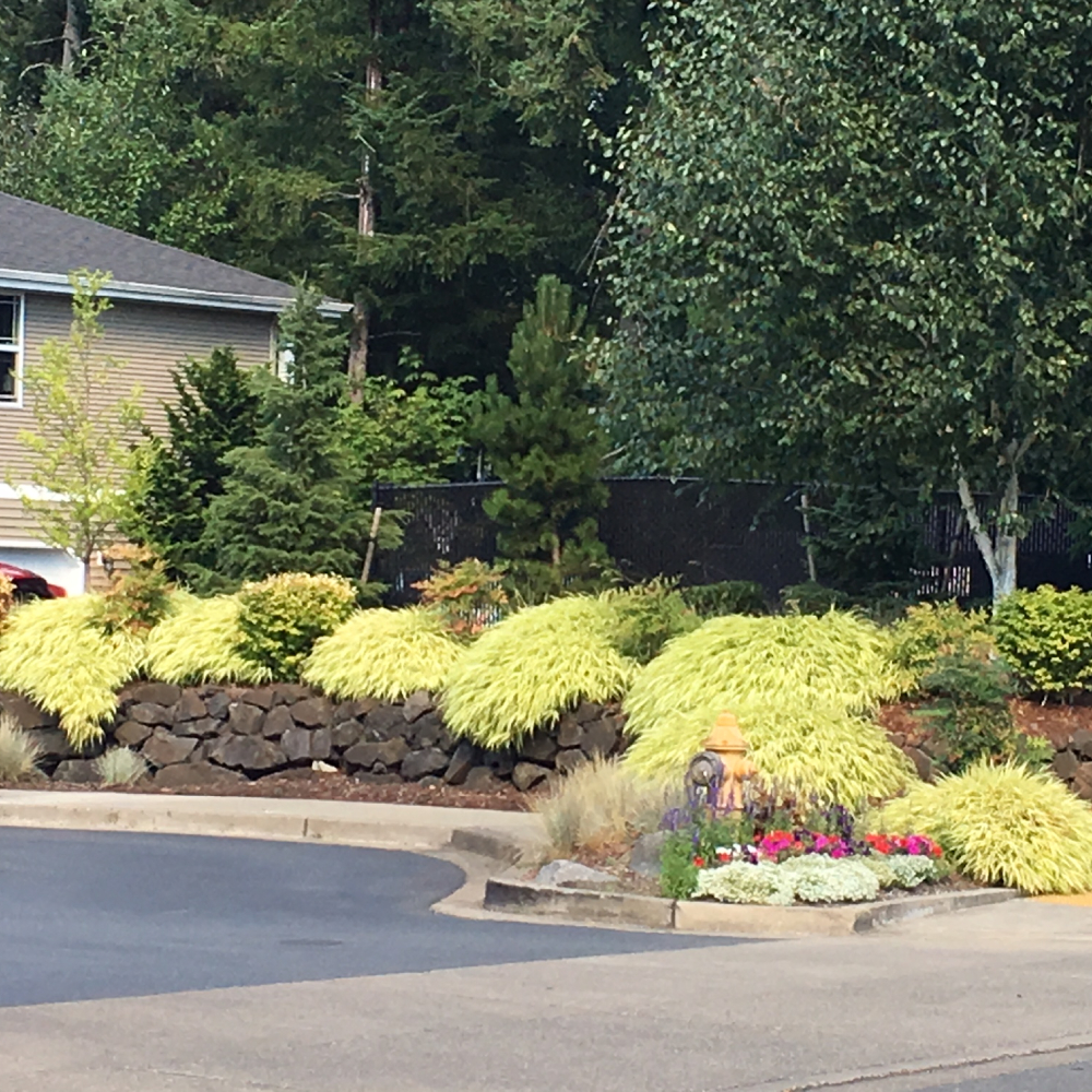 Ornamental Grasses