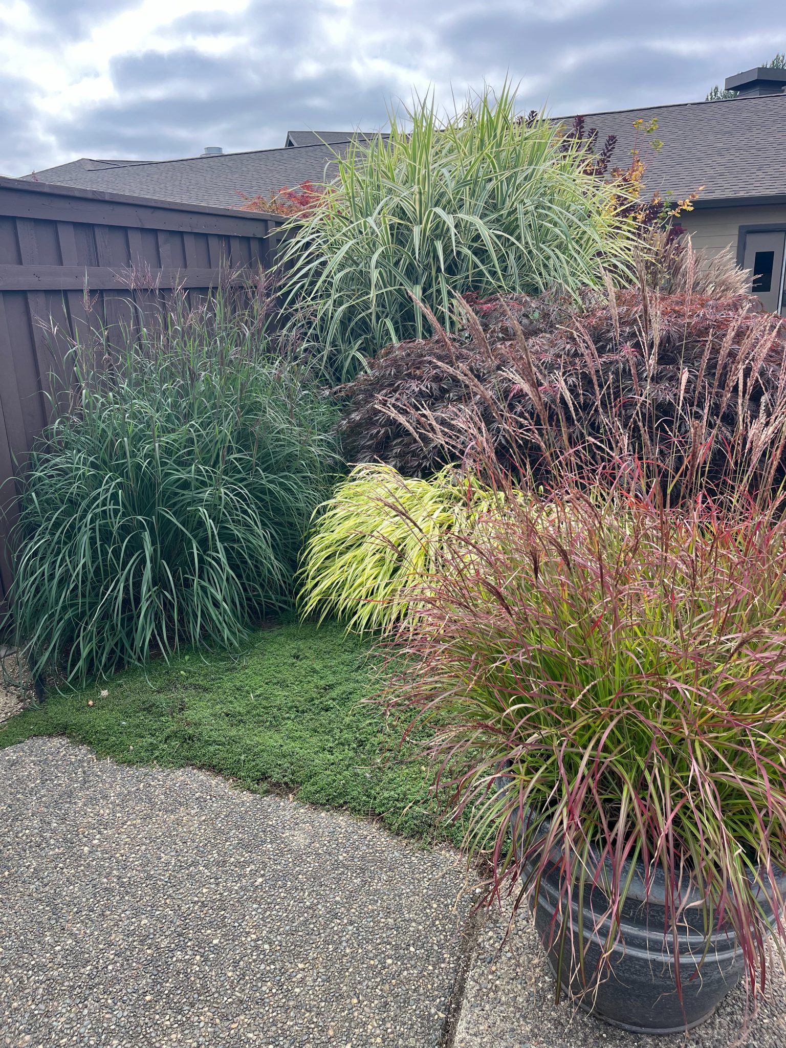 Discover Mature Ornamental Grasses Showcase at Our Nursery