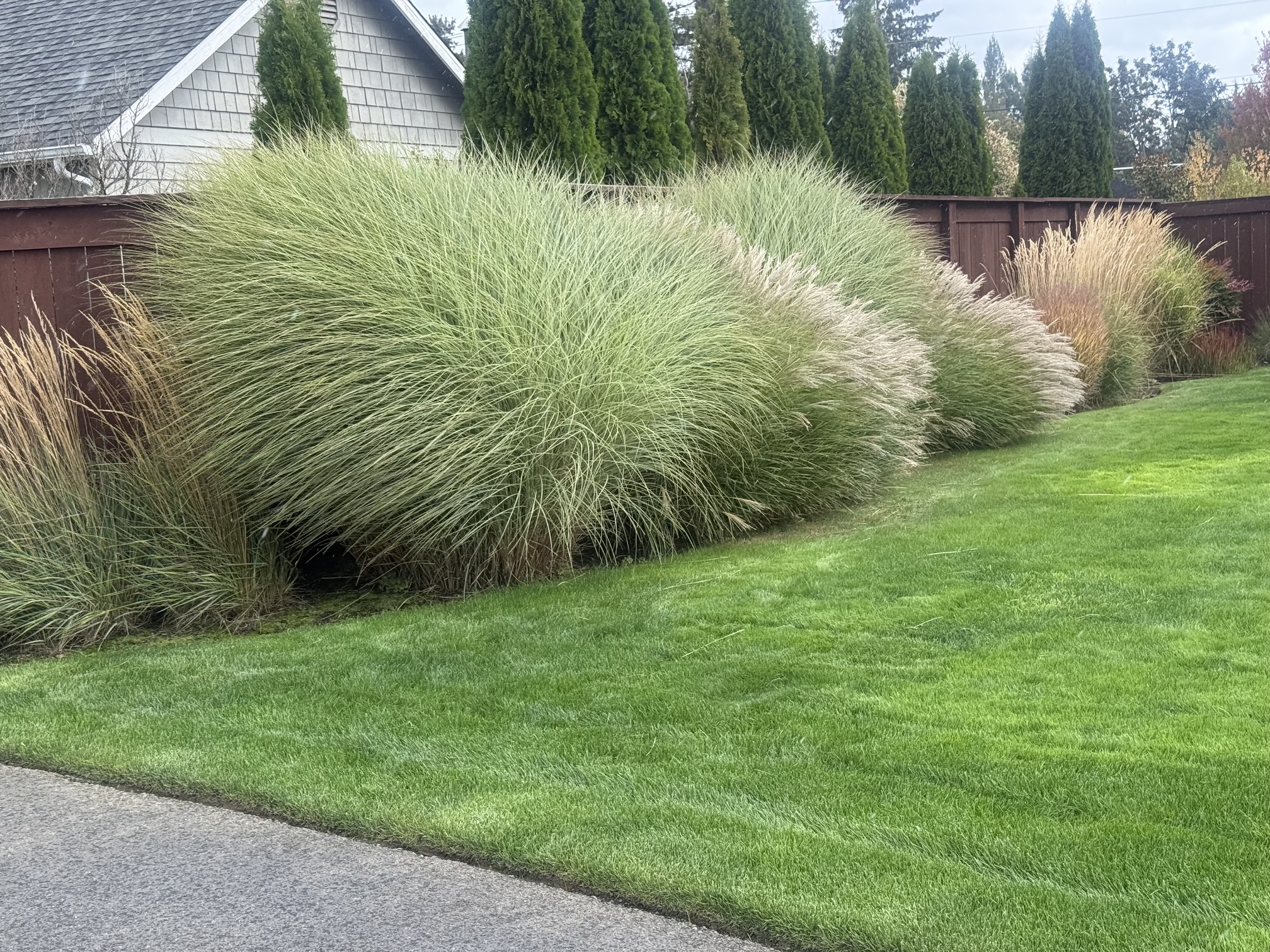 Mature ornamental grasses with tall tan plumes growing along a wood fence beside a mown lawn in a Pacific Northwest garden