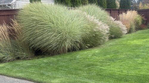 Mature ornamental grasses with tall tan plumes growing along a wood fence beside a mown lawn in a Pacific Northwest garden
